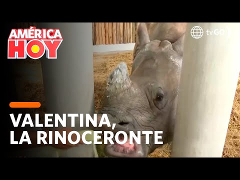 América Hoy: Valentina, la rinoceronte del Parque de las Leyendas (HOY)