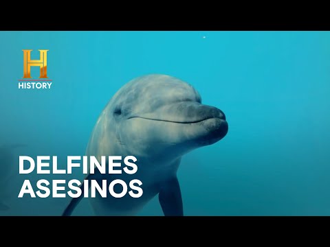 DELFINES COMO ARMAS LETALES - LA EVIDENCIA ESTÁ ENTRE NOSOTROS: SECRETOS MILITARES