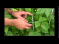 Ежевика: How to Get the Most Fruit Poduction from your Black Raspberries - Gurney's Video