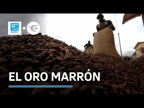 La guerra del cacao en África  ¿cómo parar el tráfico ilegal del 'oro marrón'