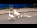 ESKORTA rodziny :) 
