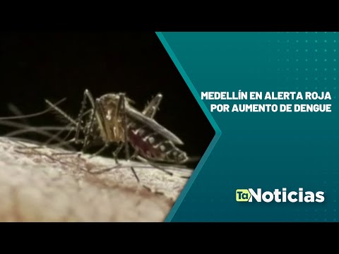 Medellín en alerta roja por aumento de dengue - Teleantioquia Noticias