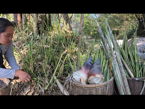 หักแขนงหน่อไม้ตัดหน่อหวายใหญ่