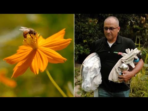 El hombre que vive con abejas en San Lorenzo