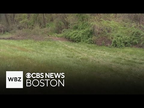 Police believe driver killed in Massachusetts crash was dragged from car by bear