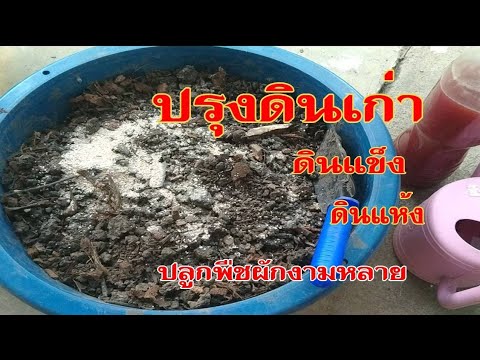 แก้ดินเก่าให้เป็นดินใหม่-ดินแข แก้ดินเก่าให้เป็นดินใหม่-ดินแข