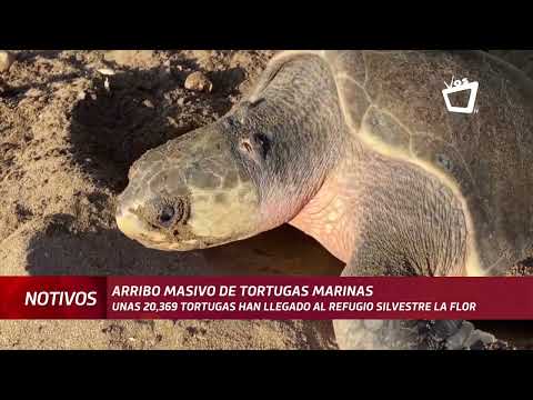 San Juan del Sur recibe el cuarto arribo masivo de tortugas marinas