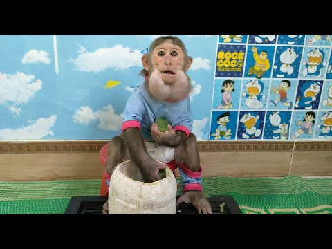 Monkey boy Kuku sitting and eating politely and cutely