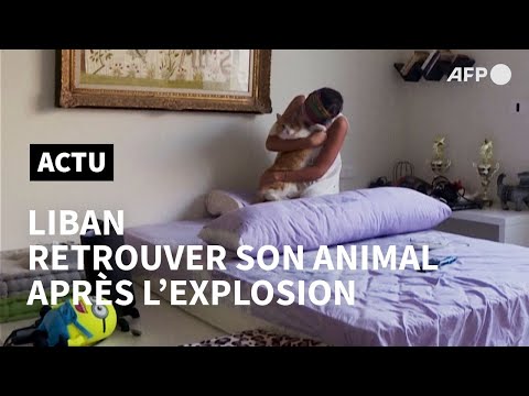 Après l'explosion de Beyrouth, une association réunit des habitants avec leurs animaux perdus | AFP
