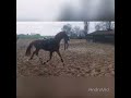 Dressuurpaard ## Super knappe 3 jarige Charmeur hengst ##
