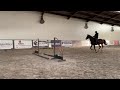 Show jumping horse Topper / CORICO Z X EMILION INDOCTRO 5 j Merrie