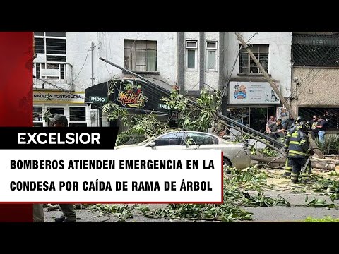 Cae rama de árbol de 10 metros y 'aplasta' auto en la Condesa