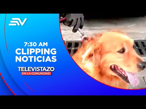 Cinco perros bomberos se jubilan después de siete años de trabajo  | Televistazo | Ecuavisa