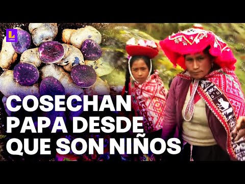 Orígenes de la papa en Perú: Comuneros cusqueños realizan 'ayni' para la cosecha de este tubérculo
