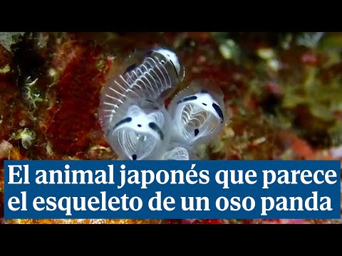 Así es el curioso animal que parece el esqueleto de un oso panda y que reside en aguas de Japón