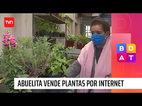 No le alcanza la pensión y se reinventó: Abuelita influencer vende plantas por internet | BDAT