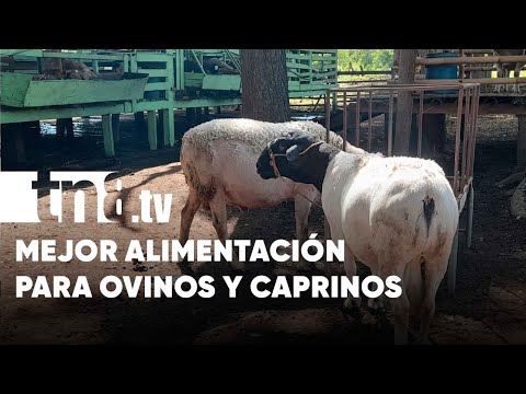 INTA presenta alternativas productoras de animales ovinos y caprinos - Nicaragua