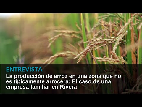 Producir arroz en Rivera, una zona no tradicional para este cultivo. ¿Cómo ha sido esta experiencia?