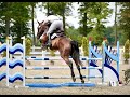 Show jumping horse Cometa
