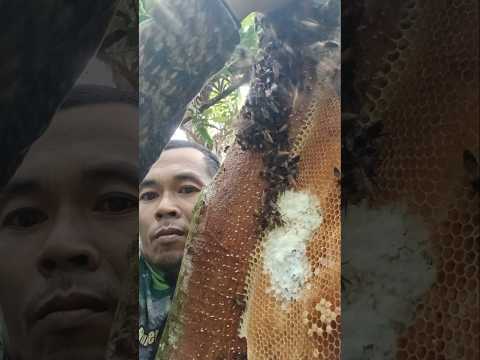 the bees are friendly #omixhunter #bee #honeybeesting #nature