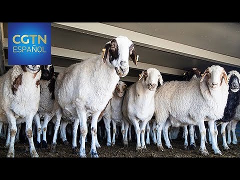 Llega a China el primer tren con ganado ovino donado por Mongolia
