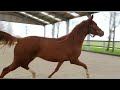 Dressage horse ⭐⭐⭐ talentvolle 3 jarige merrie ⭐⭐⭐