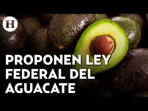 Morena presentará iniciativa en el Senado para crear la ley federal del aguacate ¿de qué trata?