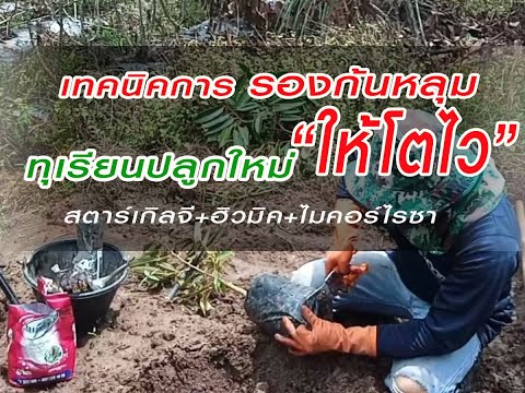 #เทคนิครองก้นหลุมทุเรียนปลูกให #เทคนิครองก้นหลุมทุเรียนปลูกให