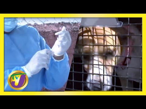 Dogs Gone to Canada from Jamaica | Vaccine Wasted Audit Announced | Medical Oxygen Shortage