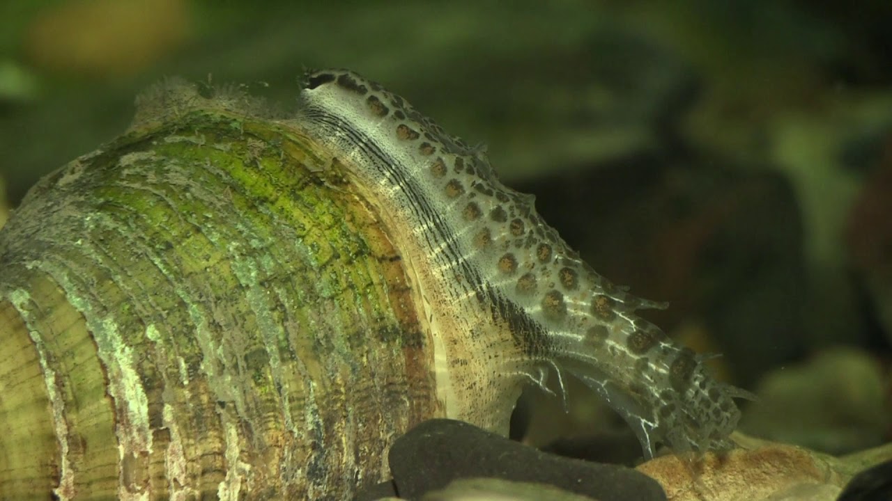 a.) Fish-imitating lure of a gravid female broken-ray mussel, Lampsilis