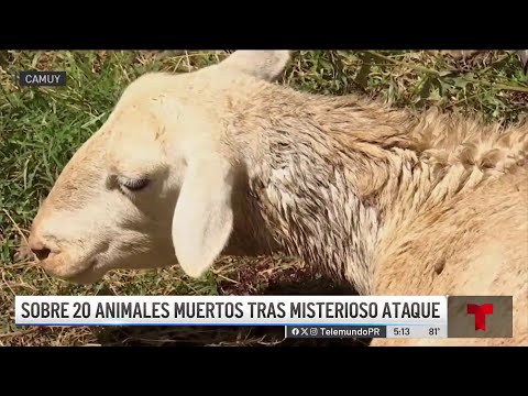 Investigan extraño ataque contra cabras y ovejas