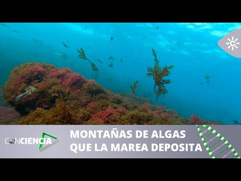 ConCiencia | Impacto del alga asiática invasora