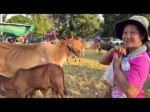 หมูหันฟาร์ม ลูกอีสานเต็มขั้น ราคาวัววันนี้17พย67วัวเลี้ยงวัวขุนตลาดบ้านสมสนุกบรบือมหาสารค