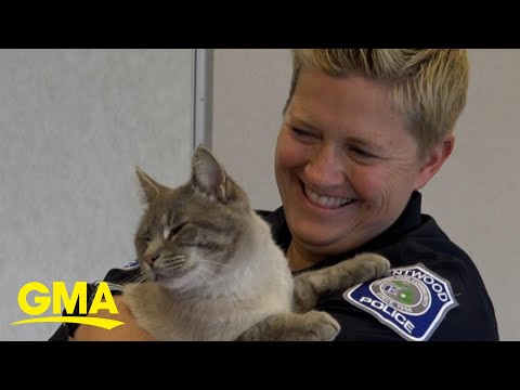 This cat showed up at a police station. Now he's part of the force as ‘Officer Donut’