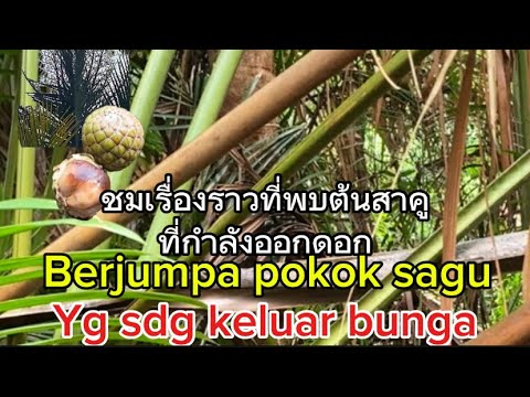 ชมเรื่องราวพบกลุ่มต้นสาคูpokok