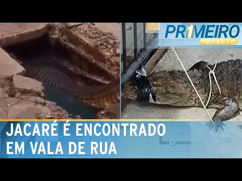 Moradores de Recife puxam jacaré preso em vala com corda | Primeiro Impacto (17/06/24)