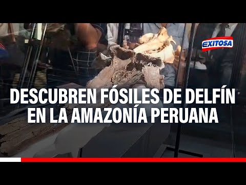 UNMSM: Descubren fósiles de delfín del río más grande de la historia de la amazonía peruana