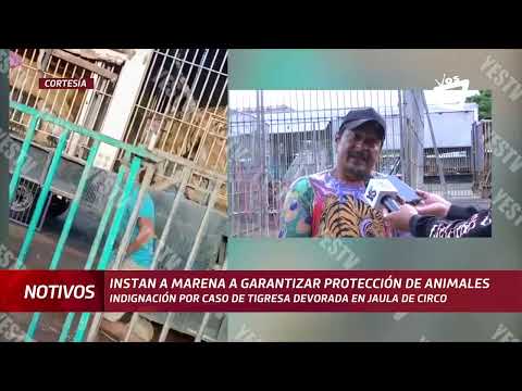 Indignación por caso de tigresa en circo de Matagalpa