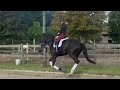 Dressuurpaard Dressage horse