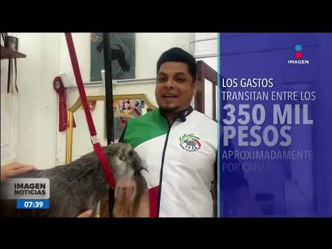 Mexicanos participan en el Mundial de Groomers, estilistas caninos | Noticias con Francisco Zea