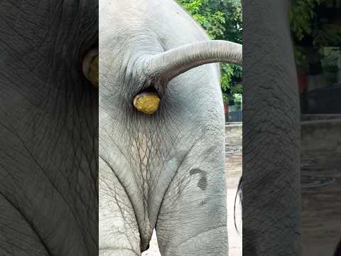 🙈shortvideoelephantcuteanim