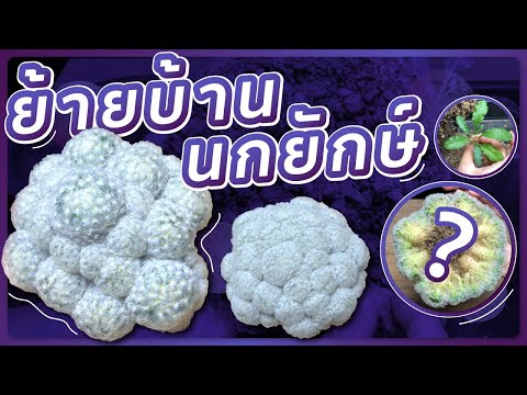 เปลี่ยนกระถางแมมขนนกขาวในรอบ1