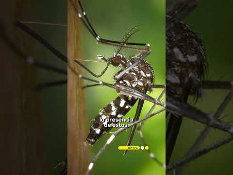 ¿Cómo reconocer al zancudo que transmite el dengue?