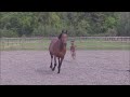 Show jumping horse Groot hengstveulen uit super sportstam