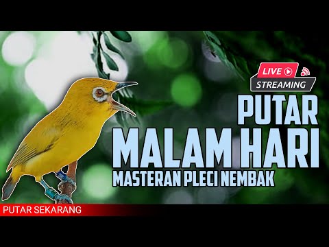 🔴 LIVE masteran PLECI MALAM HARI perangsang pleci nembak materi #masteranpleci