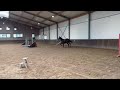 Show jumping horse 3-jarige ruin v. Don VHP