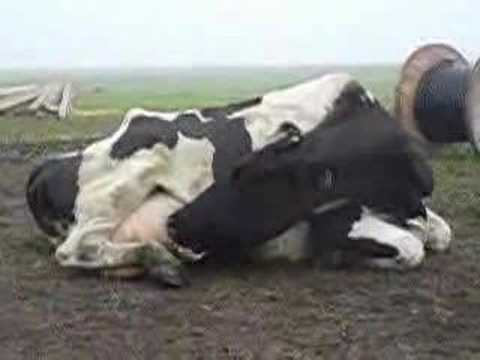 Video: Krizė... - net karvės ją pajuto