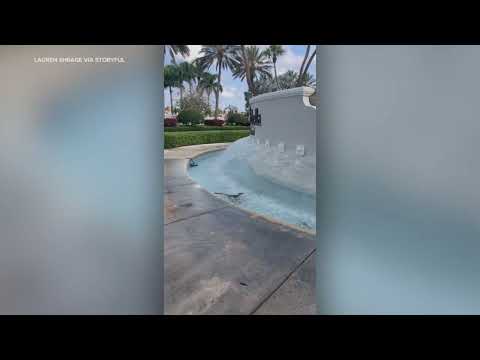 Baby gator spotted cooling down in Florida fountain