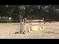 Show jumping horse Talented Mare for Sport