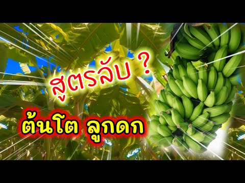 สูตรลับปลูกกล้วยให้ต้นโตไวให้